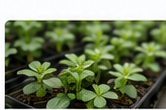植物を観察する農学・生物研究のイメージ